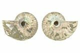 Cut & Polished Agatized Ammonite Fossils - 2 to 2 1/2" Size - Photo 3